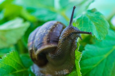 Komik meraklı salyangoz canlı ve parlak yeşil yaprakları arasında yavaş yürüyüş yapıyor güzel makro atış