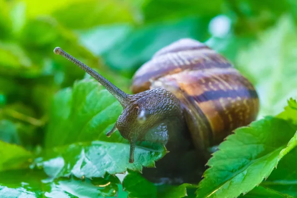 Beautiful Macro Shot Funny Inquisitive Snail Doing His Slow Stroll — Stock Photo, Image