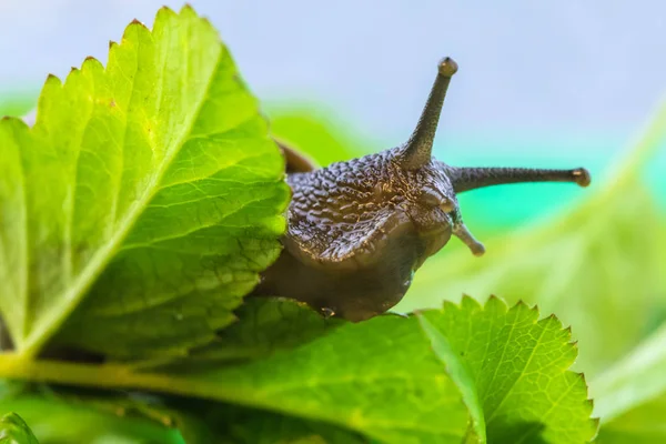 Beautiful Macro Shot Funny Inquisitive Snail Doing His Slow Stroll — Stock Photo, Image