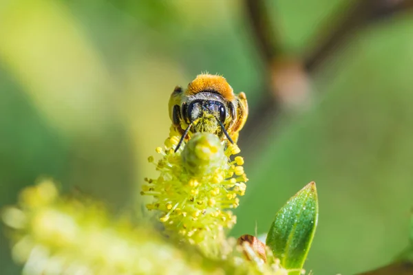 Belle Macro Prise Vue Seule Petite Abeille Sur Branche Fleurie — Photo