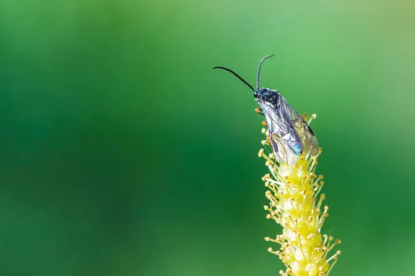 Beautiful Macro Shot Alone Little Fly Flowering Branch Willow Background — Stock Photo, Image