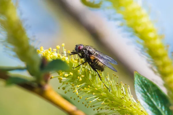 Beautiful Macro Shot Alone Little Fly Flowering Branch Willow Background — Stock Photo, Image