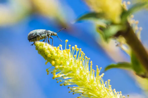 Beautiful Macro Shot Alone Little Bug Beetle Flowering Branch Willow — Stock Photo, Image