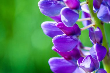 Mor ve Lila iris veya güneşli yaz veya bahar gününde yeşil arka planda orkide çiçekler makro çekim