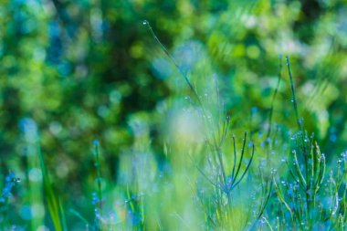Arka plan veya yeşil çim dokusunun makro çekim sabah çiy damla