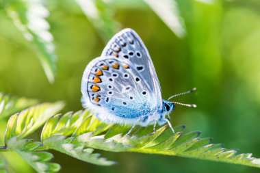 Sıcak güneşli yaz havalarda küçük yeşil çim şube güzel mavi kelebek makro çekim