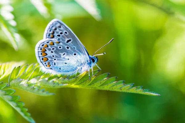 Stock image The macro shot of the beautiful blue butterfly on the little green grass branch in the warm sunny summer weather