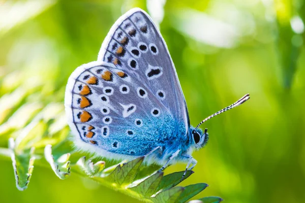 Sıcak güneşli yaz havalarda küçük yeşil çim şube güzel mavi kelebek makro çekim