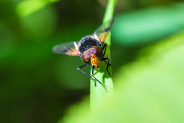 Macro Shot Beautiful Fly Eating Nectar Flowers Grass Sunny Summer — Stock Photo, Image