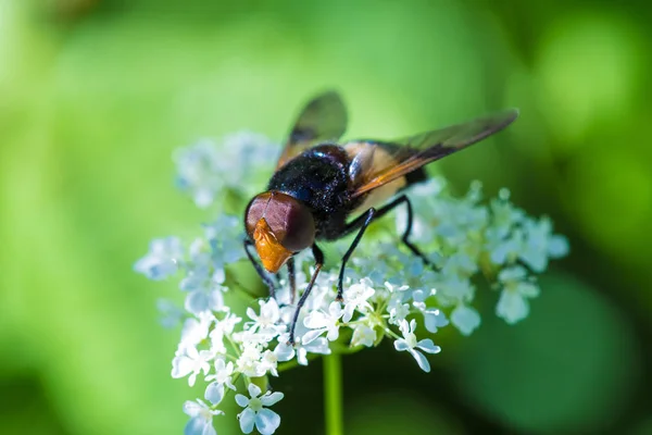 Makrot Skott Den Vackra Flyga Äta Nektar Blommorna Bland Gräset — Stockfoto