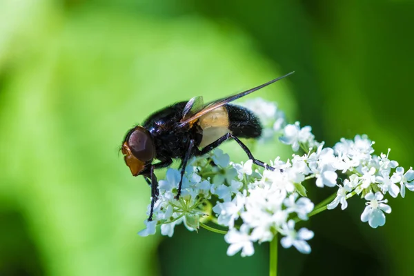 Makrot Skott Den Vackra Flyga Äta Nektar Blommorna Bland Gräset — Stockfoto