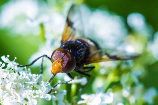 Macro Shot Beautiful Fly Eating Nectar Flowers Grass Sunny Summer — Stock Photo, Image