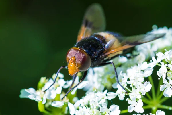 Makrot Skott Den Vackra Flyga Äta Nektar Blommorna Bland Gräset — Stockfoto