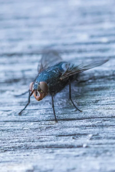 Macro Shot Alone Beautiful Fly Sitting Gray Wood Surface — Stock Photo, Image