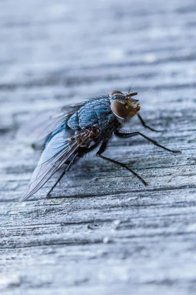 Macro Shot Alone Beautiful Fly Sitting Gray Wood Surface — Stock Photo, Image