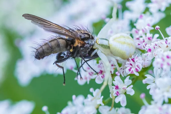 Makrot Skott Spindeln Attackerar Flyga Sitter Blomknoppar — Stockfoto