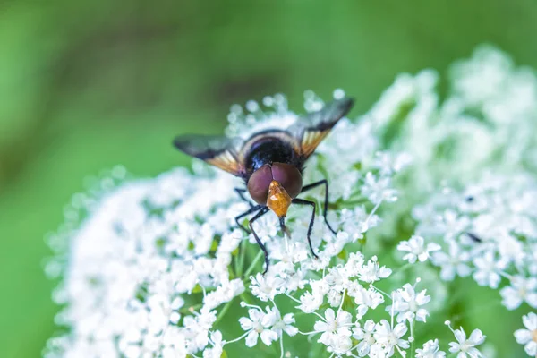 Makrot Skott Den Vackra Flyga Äta Nektar Blommorna Bland Gräset — Stockfoto