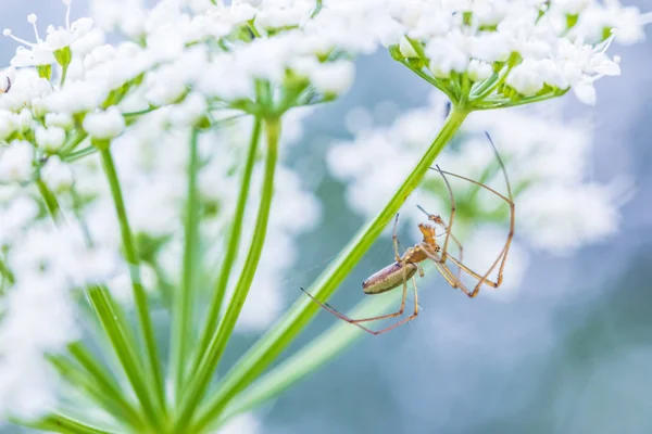 Macro Shot Beautiful Spider Waiting Victim Flowers Grass Sunny Summer — Stock Photo, Image