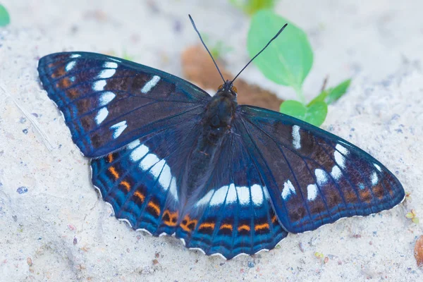 Makro Strzał Piękny Kolorowy Motyl Siedzi Ziemi Gleby Piasku Ciepłej — Zdjęcie stockowe