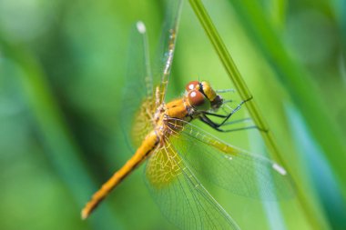 Güneşli yaz veya ilkbahar gününde çimenlerde oturan güzel ejderha sinek makro çekim