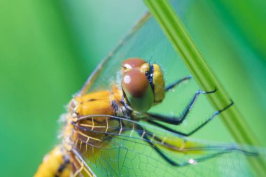 Güneşli yaz veya ilkbahar gününde çimenlerde oturan güzel ejderha sinek makro çekim