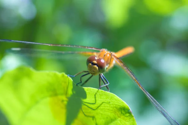 Macro Shot Beautiful Dragon Fly Sitting Grass Sunny Summer Spring — Stock Photo, Image