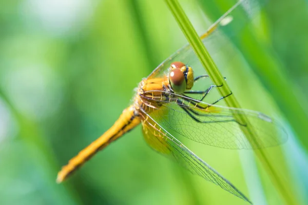 Macro Shot Beautiful Dragon Fly Sitting Grass Sunny Summer Spring — Stock Photo, Image