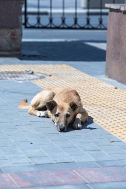 Sefil aç sokak mongrel köpek veya köpek yavrusu güneşli yaz gününde şehir veya kasabakaldırımüzerinde döşeme