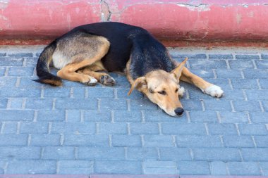 Sefil aç sokak mongrel köpek veya köpek yavrusu güneşli yaz gününde şehir veya kasabakaldırımüzerinde döşeme