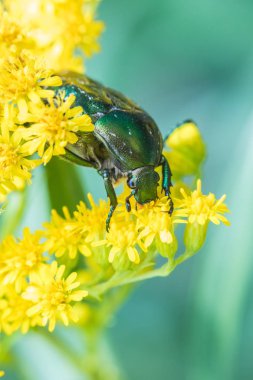 Güneşli yaz veya bahar havalarda çim arasında sarı çiçekler güzel böcek yeme nektar makro çekim