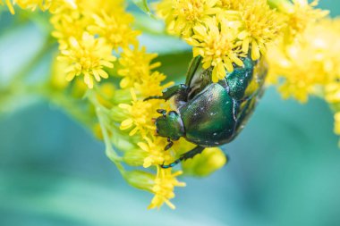 Güneşli yaz veya bahar havalarda çim arasında sarı çiçekler güzel böcek yeme nektar makro çekim