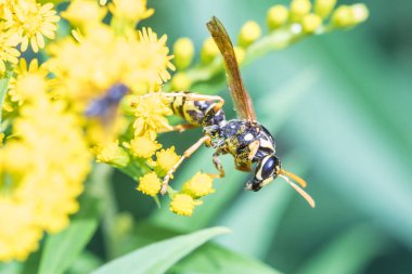 Güzel sinek makro çekim ya da güneşli yaz veya bahar havalarda çim arasında sarı çiçekler Doğum nektar yeme WASP