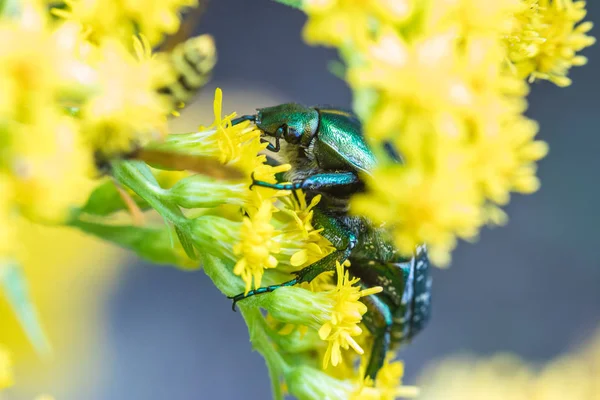 Macro Shot Beautiful Beetle Eating Nectar Yellow Flowers Grass Sunny — Stock Photo, Image