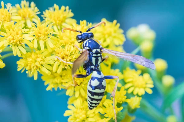 Macro Shot Beautiful Fly Wasp Eating Nectar Yellow Flowers Grass — Stock Photo, Image