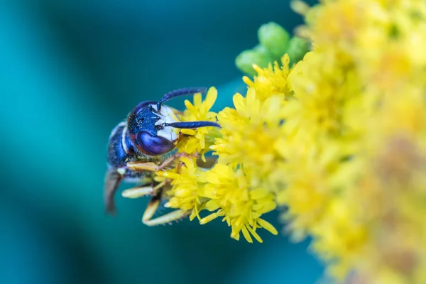 Makrot Skott Den Vackra Flyga Eller Geting Äta Nektar Gula — Stockfoto