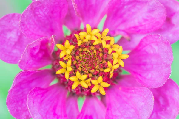 The colorful vivid macro shot of the beautiful purple flower with yellow stamens and red pestles in the clear and sunny summer or spring weather