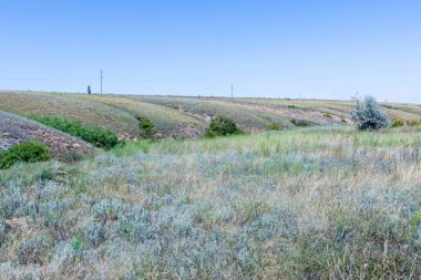 Güneşli yaz gününde Volgograd kenti yakınlarında vadiler ve mavi gökyüzü ile Rus bozkır veya bozkır. Kırsal manzara veya çim, çalılık ve küçük ağaçlar ile elektrik hatları veya şebeke ile görünümü 