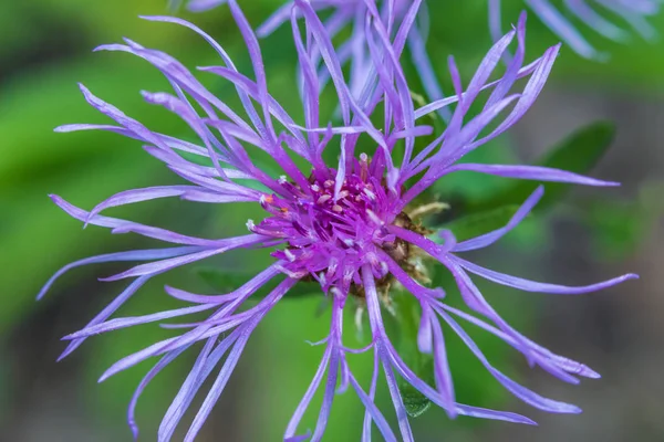 Die Makroaufnahme Des Hintergrundes Oder Die Textur Der Violetten Sommerwaldblume — Stockfoto