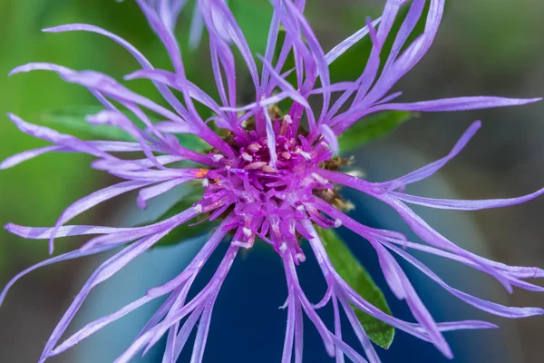 紫色夏季森林花的宏观拍摄或纹理 如章鱼与雄鹿 虫子和叶片 — 图库照片