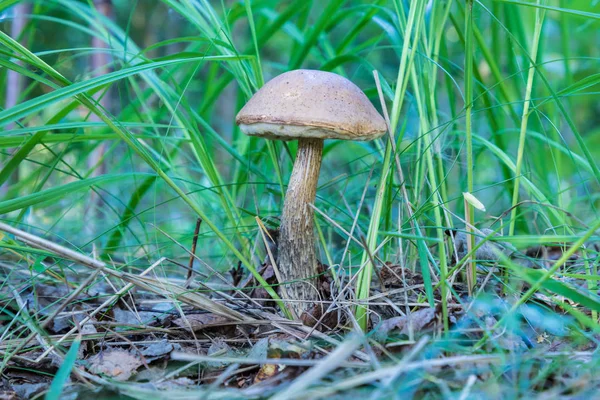 白樺のキノコや草や落ち葉の間のアスペンと夏または秋の森林風景 — ストック写真