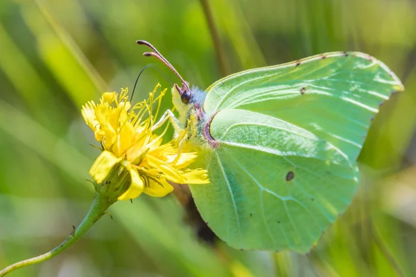 Sıcak güneşli yaz havasında küçük sarı çiçek güzel yeşil kelebek makro çekim