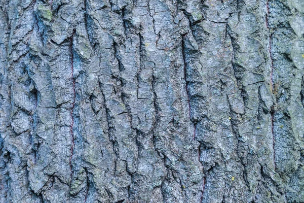 Macro Close Shot Van Elm Bark Trunk Textuur Achtergrond — Stockfoto