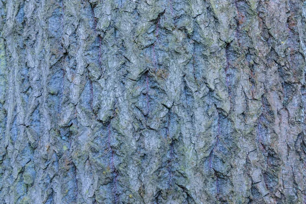 Macro Closeup Shot Elm Bark Trunk Texture Background — Stock Photo, Image