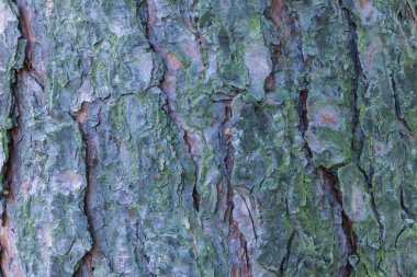 Çam, ladin veya köknar kabuğu gövde dokusu veya arka plan makro veya closeup çekim