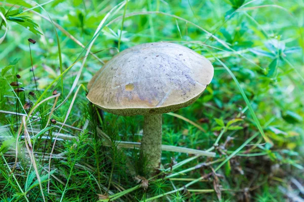 白樺のキノコや草や落ち葉の間のアスペンと夏または秋の森林風景 — ストック写真