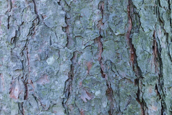 云杉或冷杉树皮树干纹理或背景的宏观或特写镜头 — 图库照片