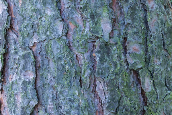 Çam, ladin veya köknar kabuğu gövde dokusu veya arka plan makro veya closeup çekim