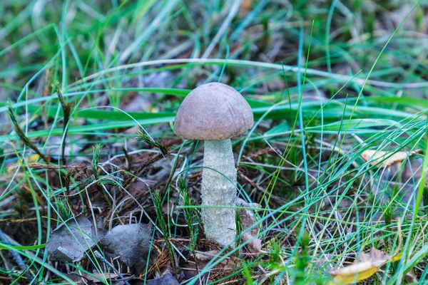 白樺のキノコや草や落ち葉の間のアスペンと夏または秋の森林風景 — ストック写真