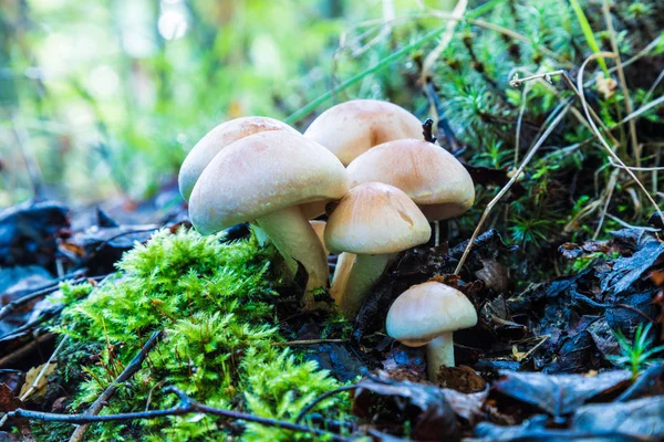 Família Cogumelos Marrons Floresta Verão Outono Entre Grama Musgo Ramos — Fotografia de Stock