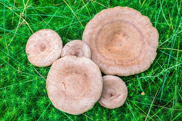 Hongos Hongos Sobre Fondo Verde Hierba Musgo — Foto de Stock